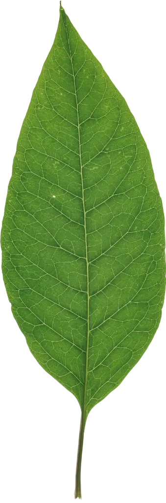 Treeam